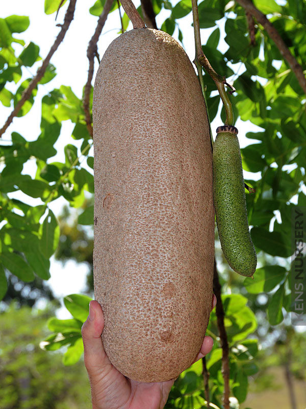 Kigelia africana in nigeria image