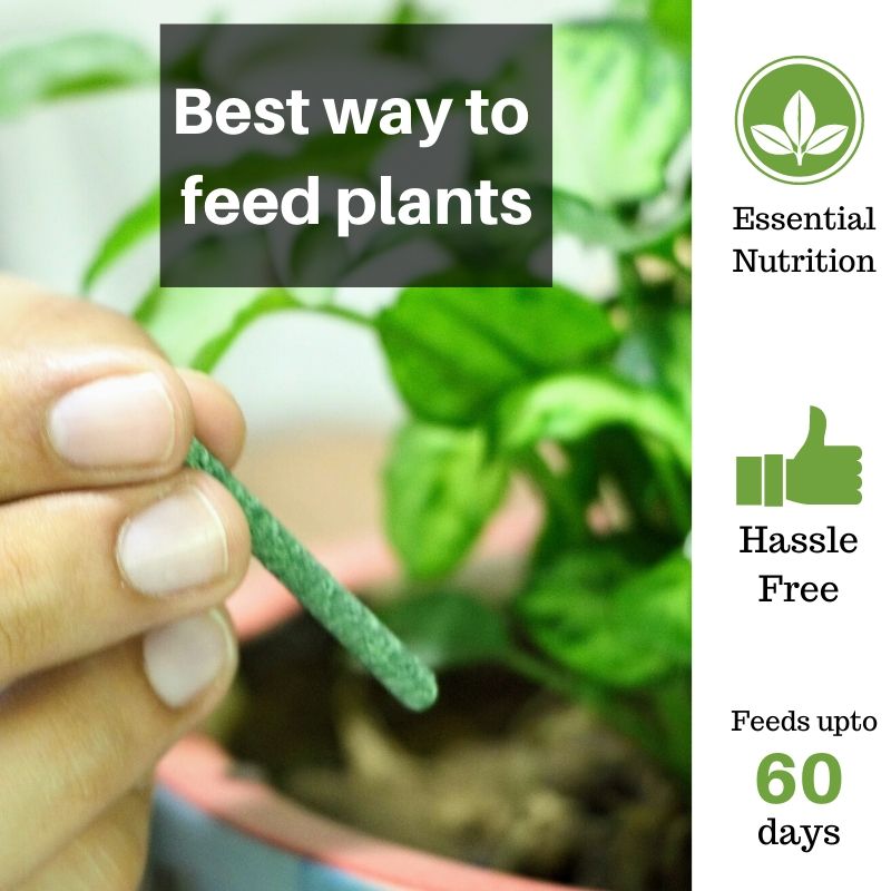 Buy Lazy Gardener GreenStix All Purpose Plant Fertilizer Sticks for