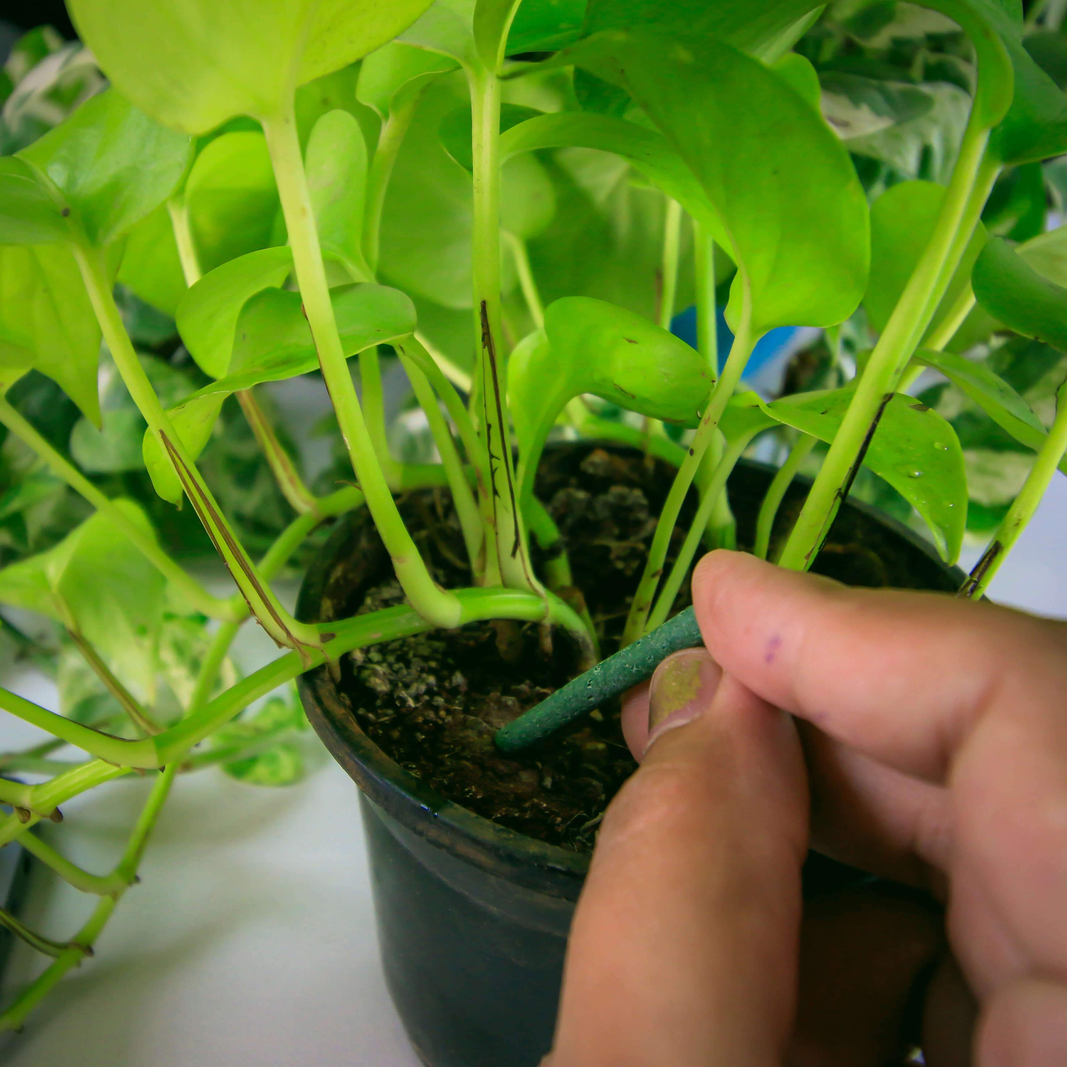 Buy Lazy Gardener GreenStix All Purpose Plant Fertilizer Sticks for