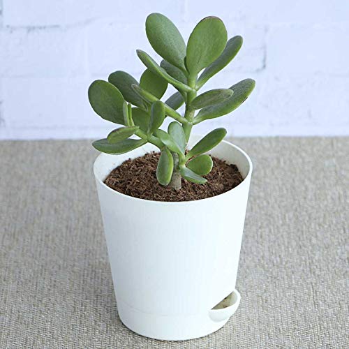 Buy Ugaoo Crassula Ovata Jade Plant (Good Luck Feng Shui Plant) Online ...