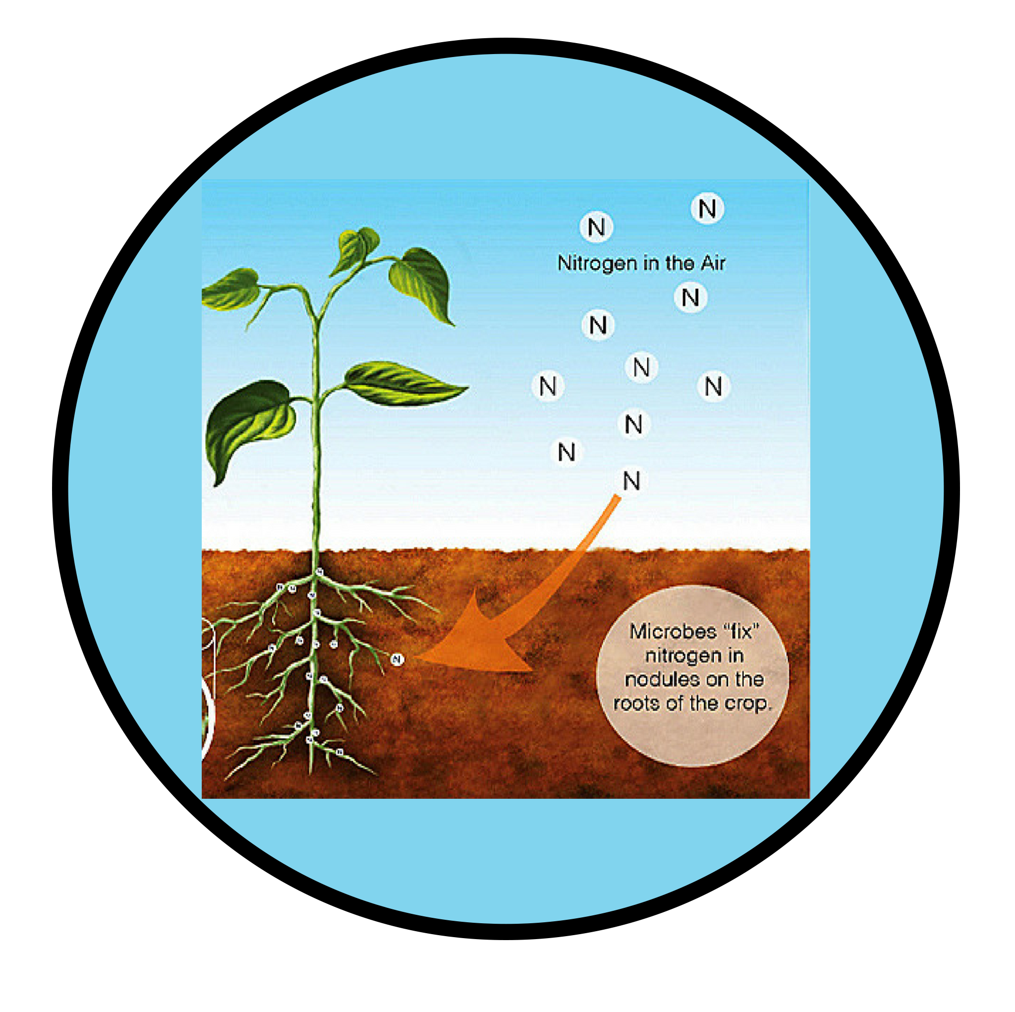 Buy Zaena Bio Nitrogen Organic Fertilizer for Plants with