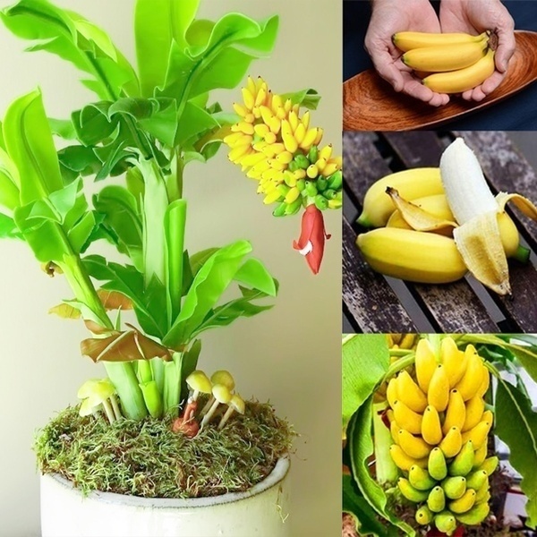 Buy ENORME ExtraTasty Banana Plants Juicy Banana Bonsai Plants 200