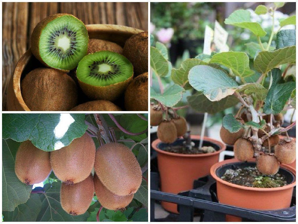 Lichee kiwi фото