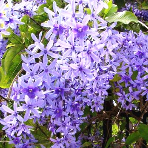 Buy Plant House Live Creepers And Climbers Petrea Volubilis Purple Real