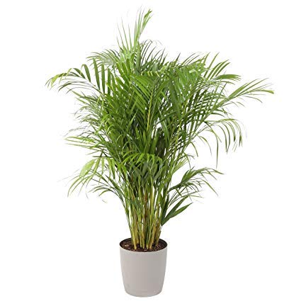 Buy Live Areca Palm Plant in Plastic Bag For Indoor Balcony,Outdoor ...