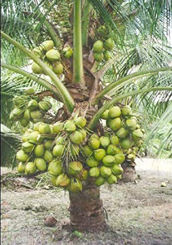 Buy High Yield Rare Dwarf Coconut Sunnangy Live Plant - Rare Kerala ...