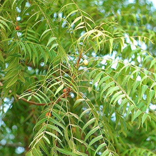 Buy Neem Tree (Azadirachta Indica) Live Med Icinal Plant Online @ ₹225 ...