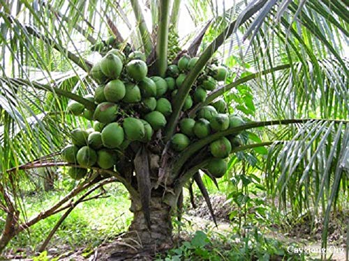 Buy DWARF RARE HYBRID GREEN MALAYAN KERALA COCONUT 1 HEALTHY LIVE PLANT ...