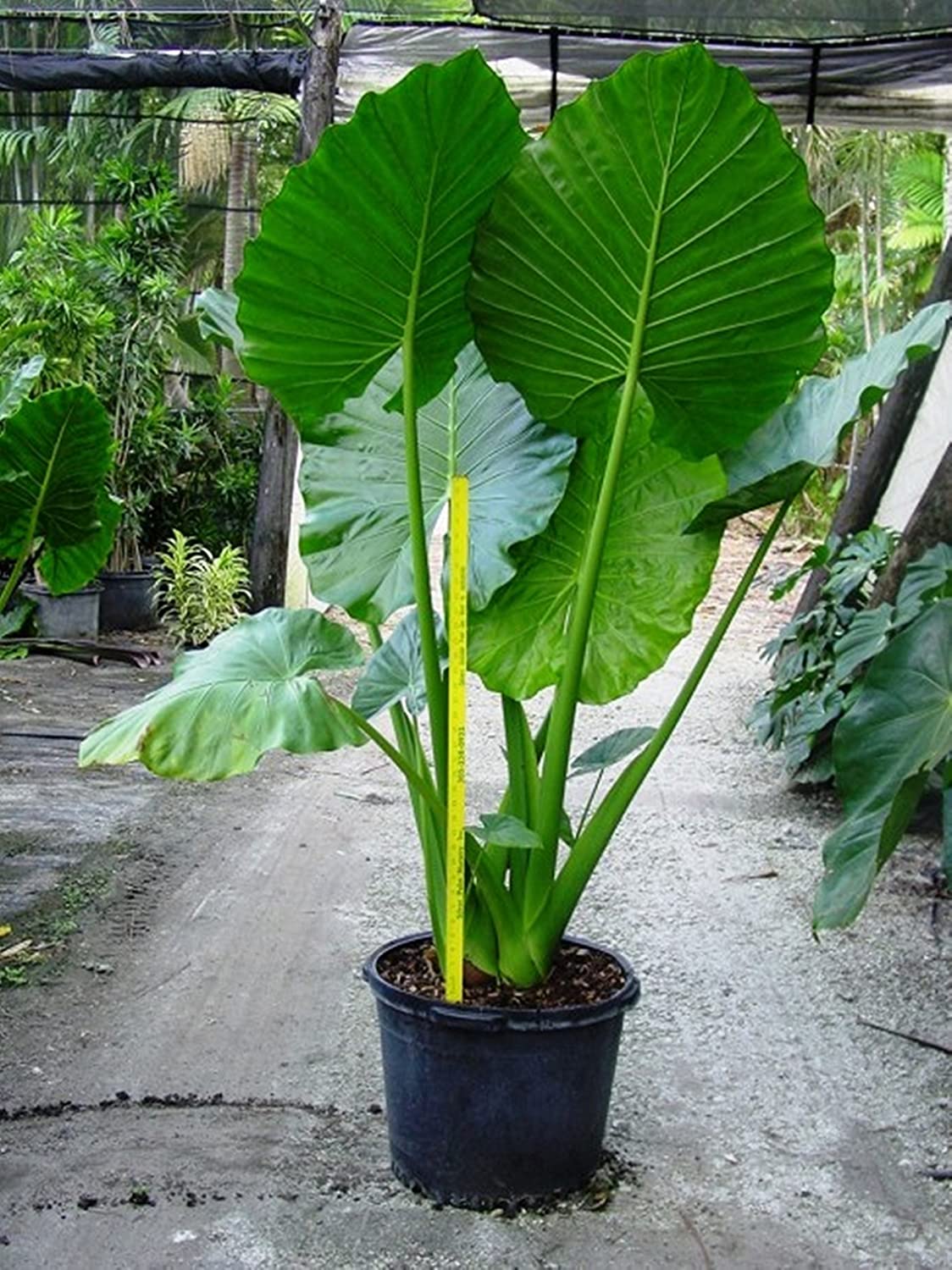 Buy 2 Bulbs of Rarest Alocasia Macrorrhiza Borneo Giant Tropical Huge