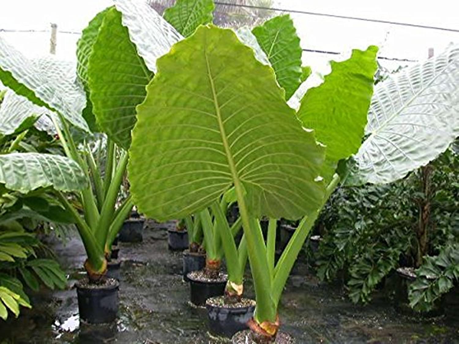 Buy Bulbs Of Rarest Alocasia Macrorrhiza Borneo Giant Tropical Huge Elephant Ear Massive