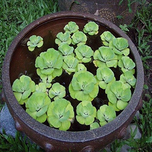 Buy 20 Live Plants Plants of Aquatic Pistia/Water Lettuce/Water Cabbage ...