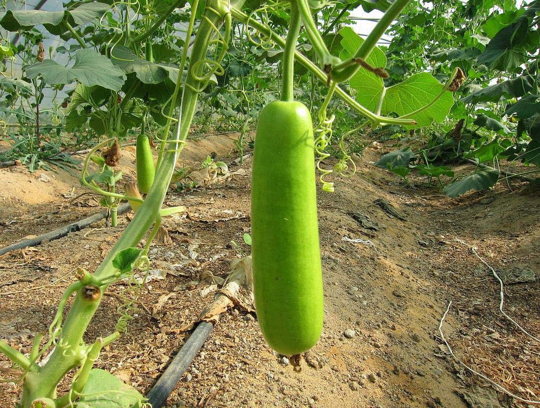 Buy Vegetable Seeds Bottle Gourd Lauki Lau Clabash Vegetable Seeds 50 Seeds Online ₹225 From