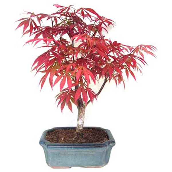 Buy Beautiful Imported Japanese Red Maple Bonsai Tree Seed Pack Of 20 