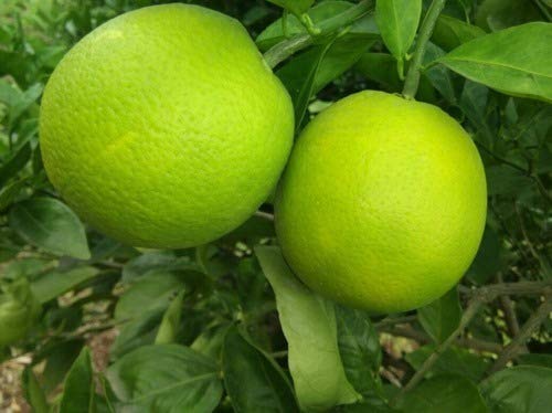 mosambi citrus fruit