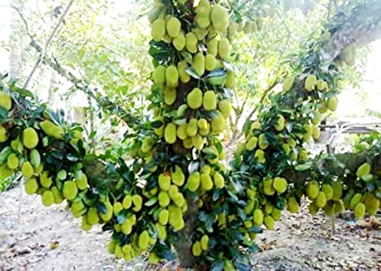 Buy Plant House Live Rare Jack Fruit Grafted Plant Kathal Plant