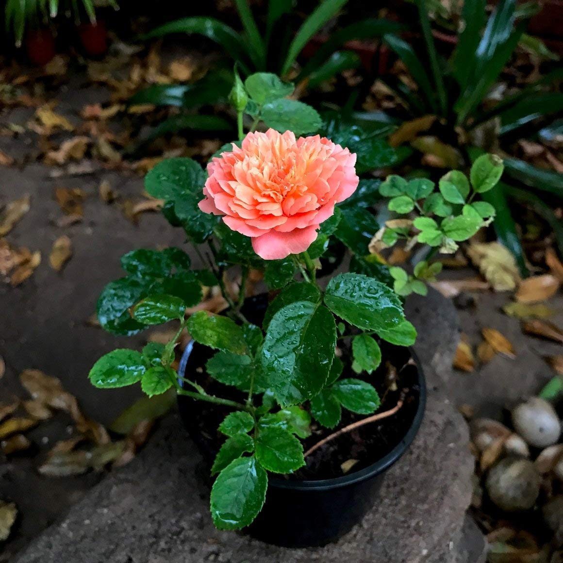 buy-live-red-rose-plant-red-rose-grafted-plant-online-799-from