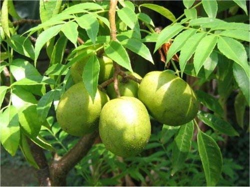 Buy Live Hog Plum Amra Spondias Mombin Fruit Plant Online @ ₹499 from ...