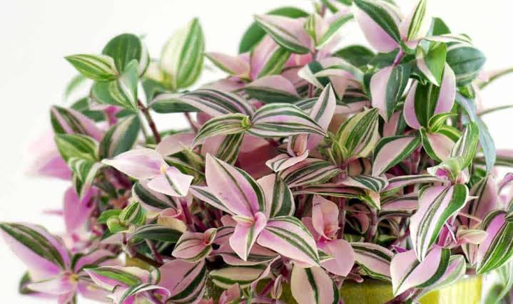 wandering jew nanouk care