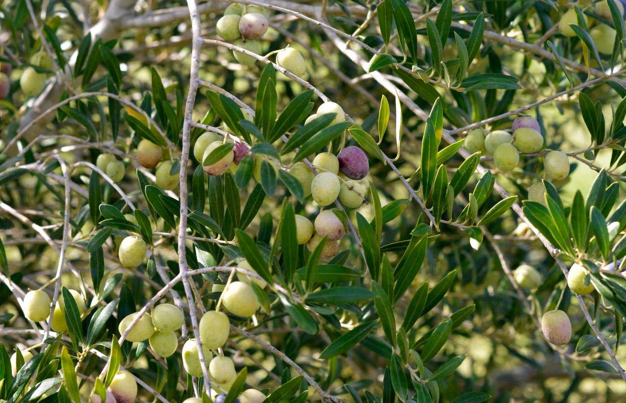 Olive tree live plant