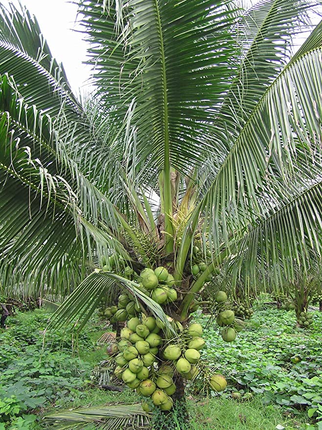 Buy Rare Coconut Live Plants Rare Yellow Malayan Coconut Tree Plant