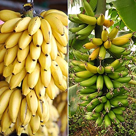 Buy Fruit Live Plant Rare Palayankodan Variety Banana Plant 2 Plants ...