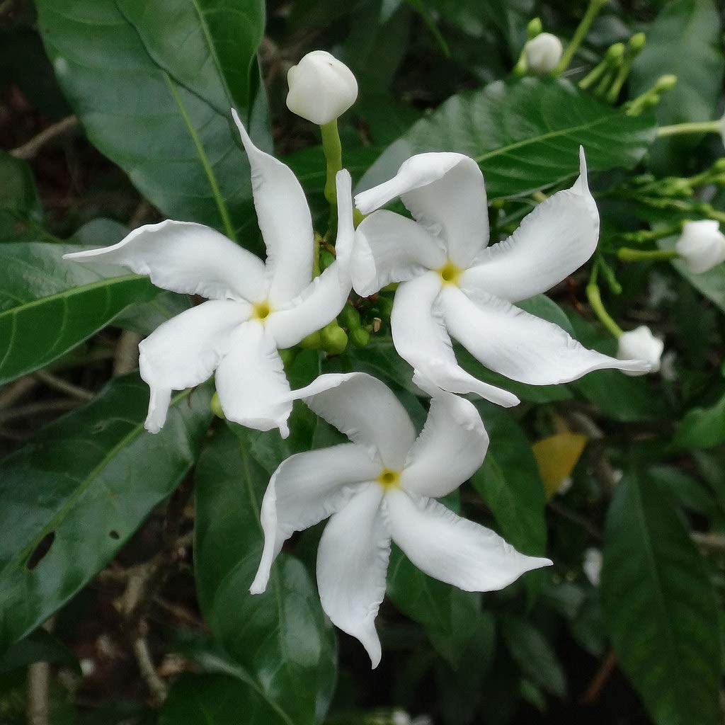 Buy Rare Fragnant Crape Jasmine Tabernaemontana divaricata ...