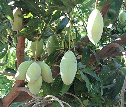 Buy Earth Angels Live Totapuri Mango Aam Grafted Fruit Plant Online ...