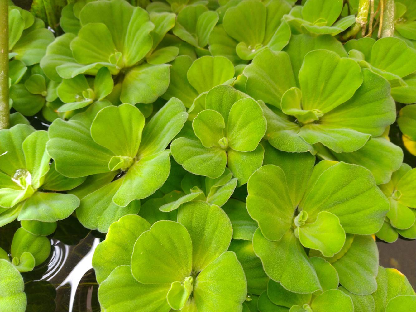 Buy 5 Pcs Live plants Dwarf Water Lettuce Water Cabbage Pistia