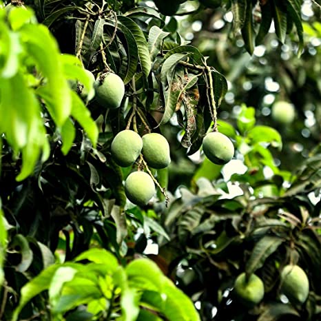 Buy Mango Amrapali Aam Amrapali Grafted Plant Online @ ₹571 from ShopClues