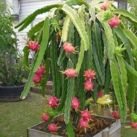 Buy Earth Angels Live Dragon Fruit Pink Pitaya Pitahaya Honolulu queen ...