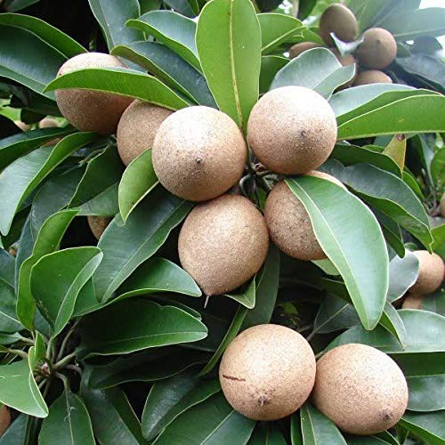 Buy Grafted Live Thai Baramasi Chikoo Chiku Sapota Sweet Fruit Plant Online From ShopClues