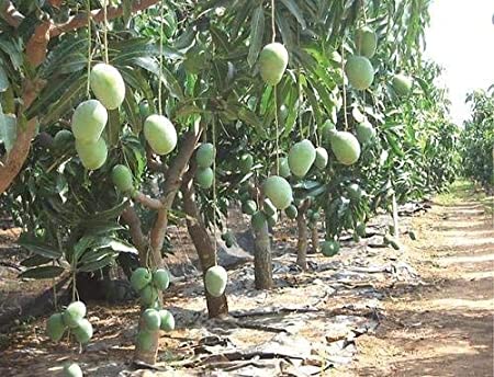 Buy Live Amrapali Mango/Aam Dwarf Grafted Fruit Plant - Healthy Outdoor ...