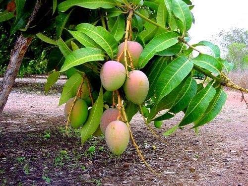 buy-trpical-rare-exotic-alphonso-dwarf-grafted-mango-tree-2-5-feet