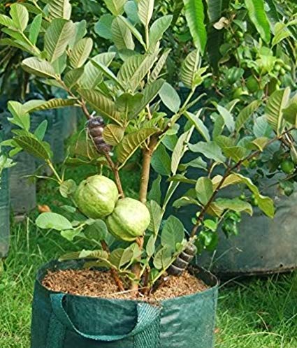 Buy Live Allahabadi Guava/Amrud/Amrood Healthy Fruit Plant - 1 Live ...