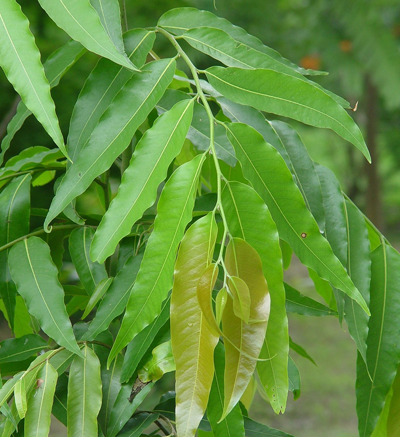 Buy Live Ashok/Ashoka Tree/Saraca asoca Green Decorative Garden Plant ...