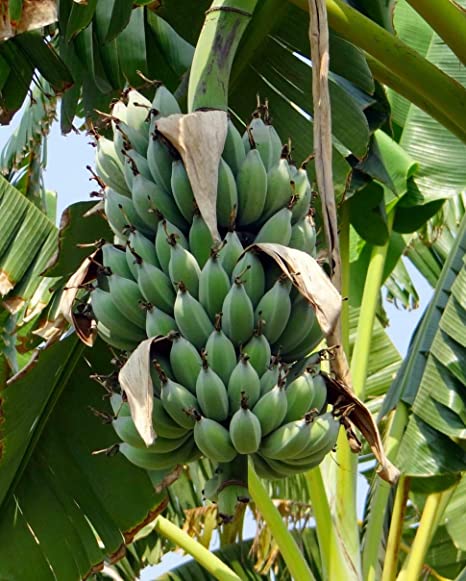 Buy Saraswati Gardens Hybrid 'Kerala Poovan Banana' 1 Live Plant Online ...