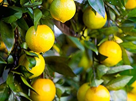 Buy Saraswati Gardens Live Galgal Lemon/Nimbu/Nimboo Fruit Plant Online ...