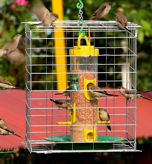 Buy Amijivdaya Pigeon or Parrot Proof Bird Feeder for Sparrow Online ₹800 from ShopClues