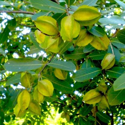 Buy Terminalia arjuna, Arjun Tree, Shade Tree Seeds Marudha Maram for ...