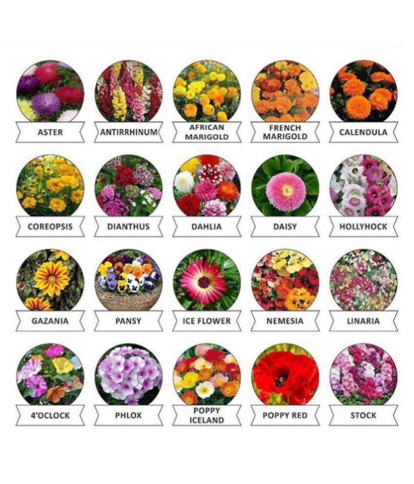 Buy Flower Seeds Combo 700+ Seeds 20 Varieties of Flower Seeds For Your