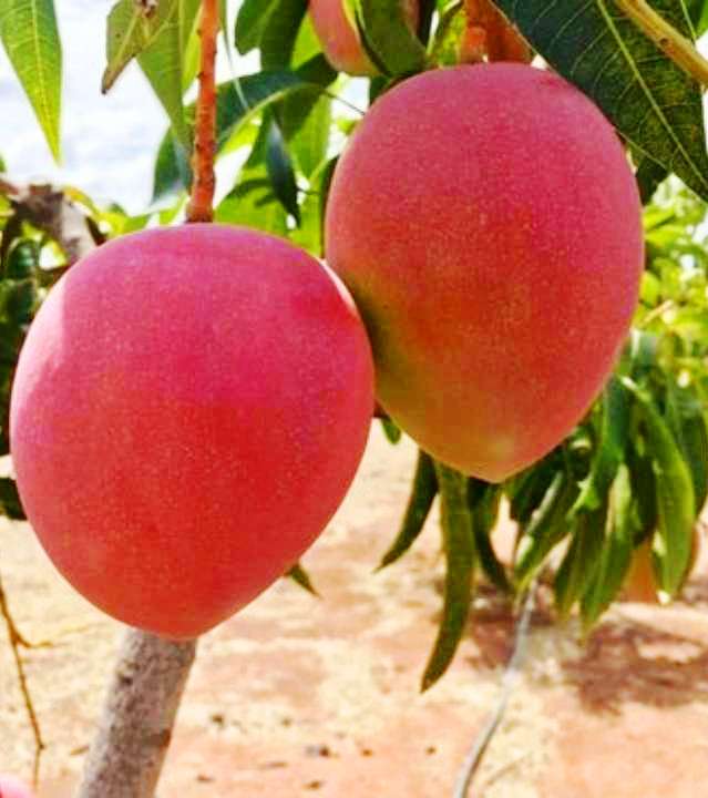 Buy Plant House Live Miyazaki Mango / Eggs of Sun Mango / Japanese