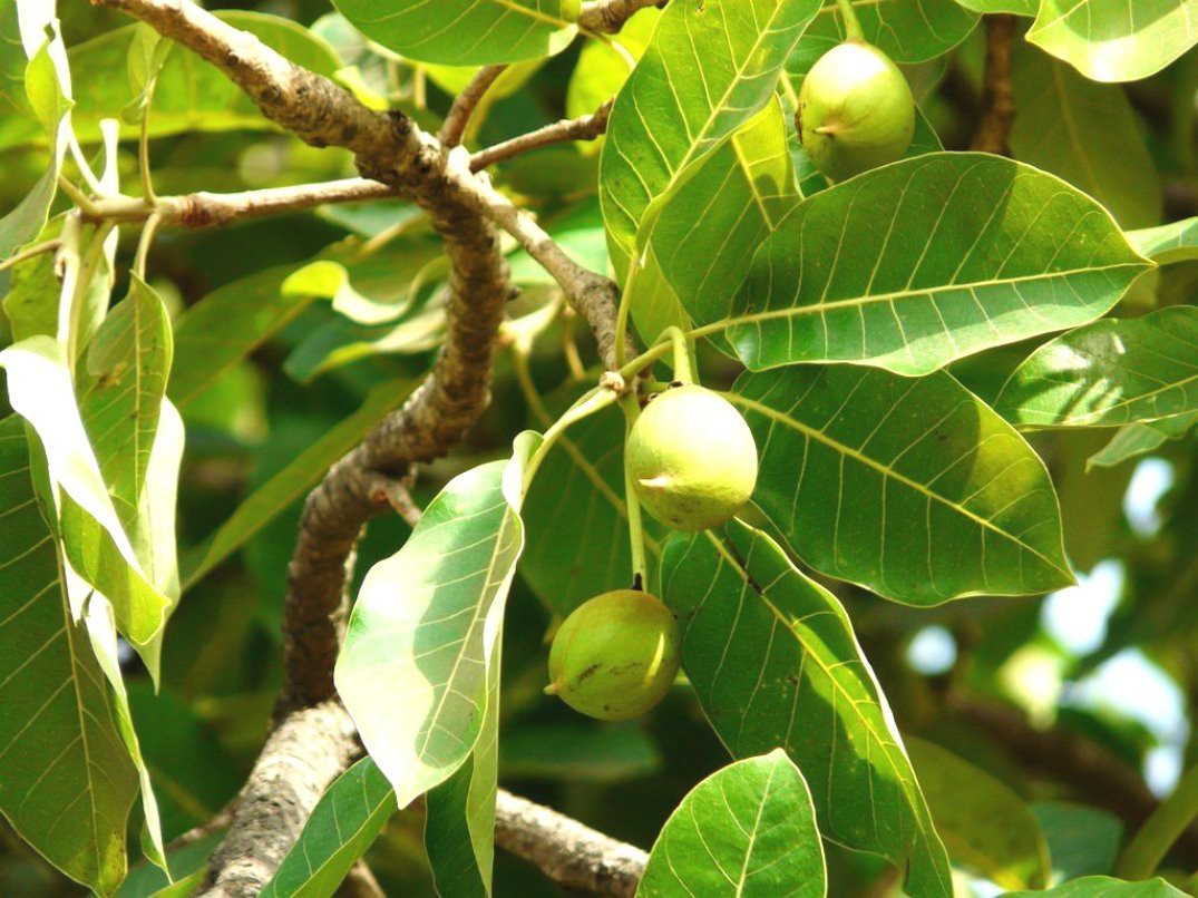 Buy Plantzoin Indian Butter Tree Mahua Madhuca indica Mahula Live Plant ...