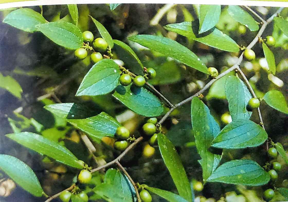 Buy Plantzoin Wild Jujube Makkay Ziziphus oenoplia Kantei koli Live ...