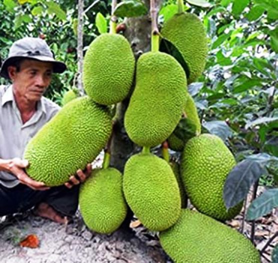 Buy Plant House Live Hybrid Dwarf Jack Fruit Plant Artocarpus