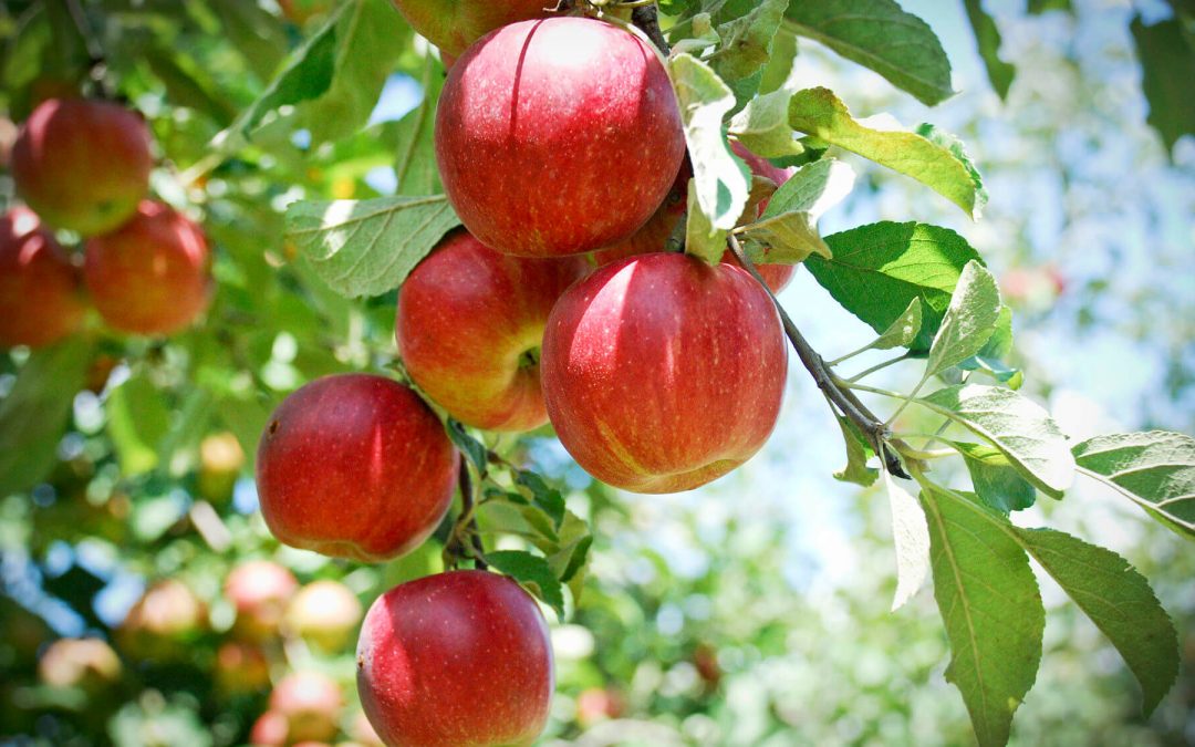 Buy Plant House Live Red Apple Hybrid- Sweet Fruit Plant - Healthy Live ...