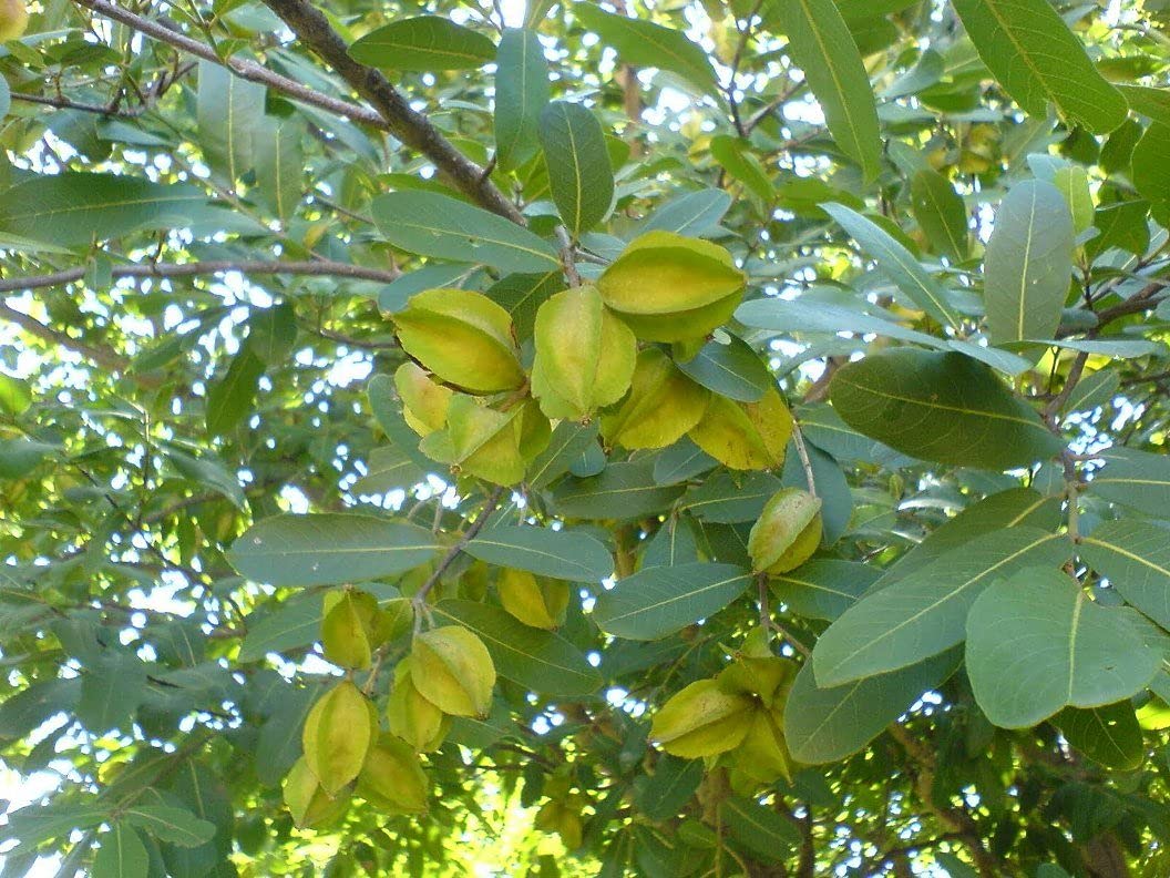 Buy HERBALISM Arjuna Terminalia Arjuna Neer Maruthu Hole Matthi Arjun 