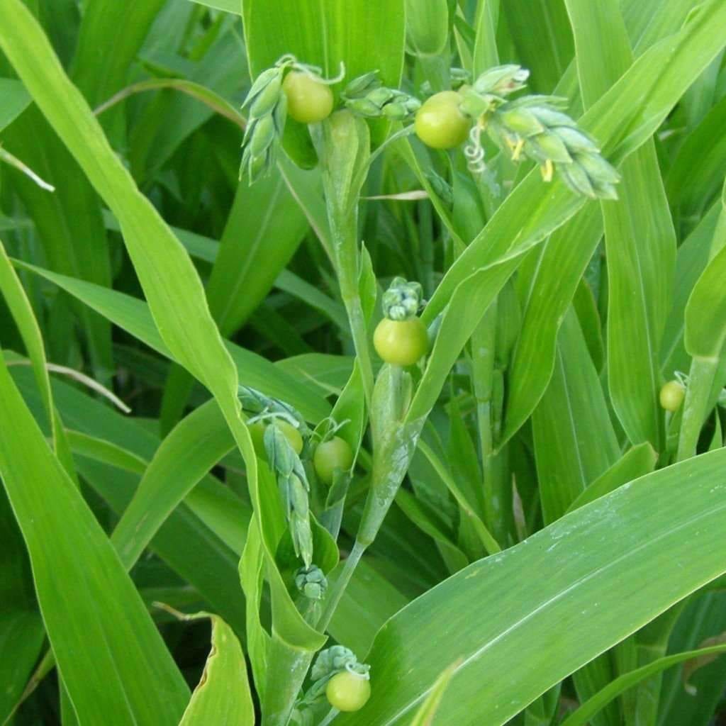 Buy Live Vaijayanti White Flower Plant, VAIJAYANTI MALA Plant, Vaijanti ...