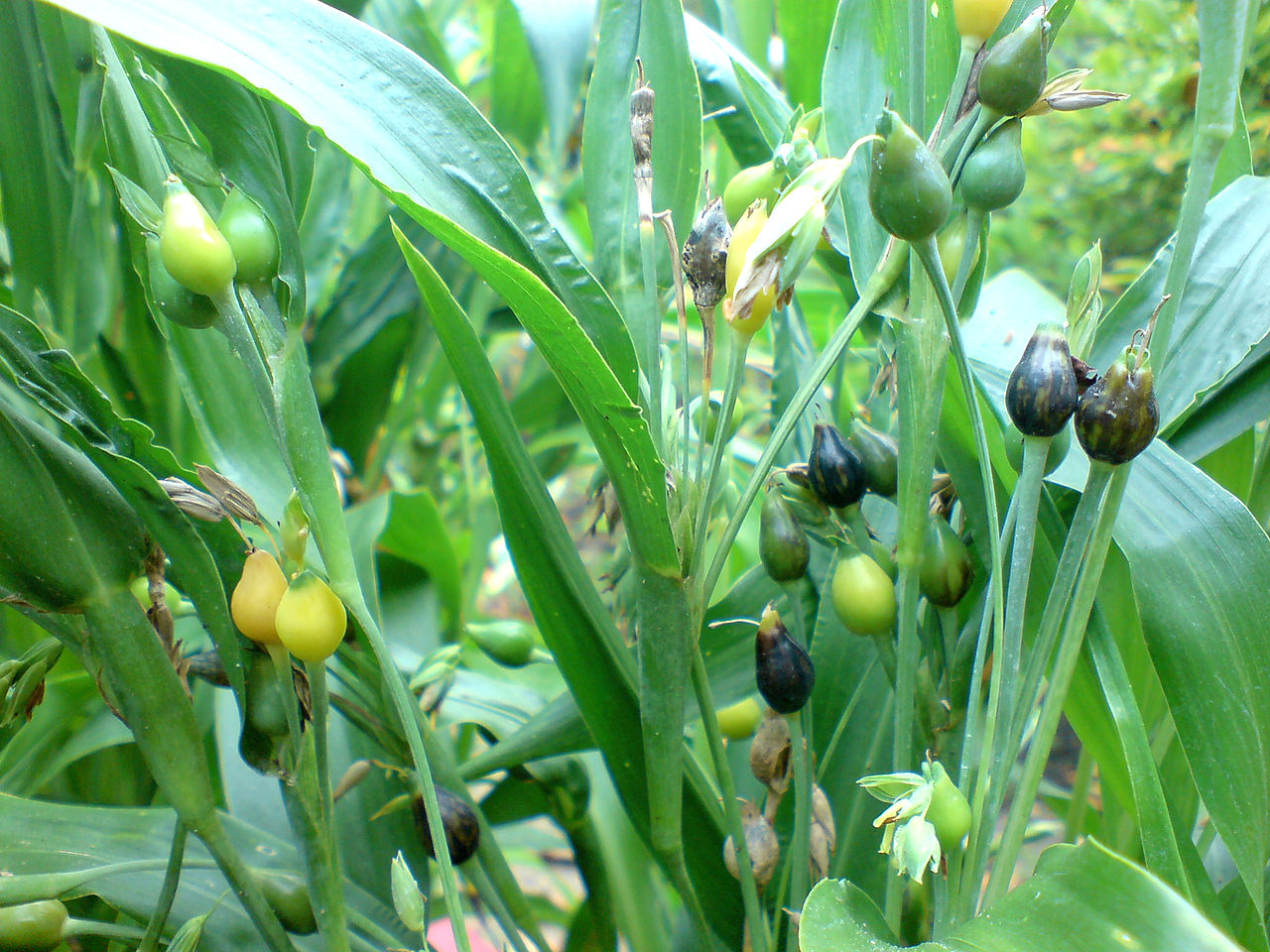 Buy Saraswati Gardens Live Vaijayanti White Flower Plant, VAIJAYANTI MALA Plant, Vaijanti Mala Buy Saraswati Gardens Live Vaijayanti White Flower Plant, VAIJAYANTI MALA Plant, Vaijanti Mala