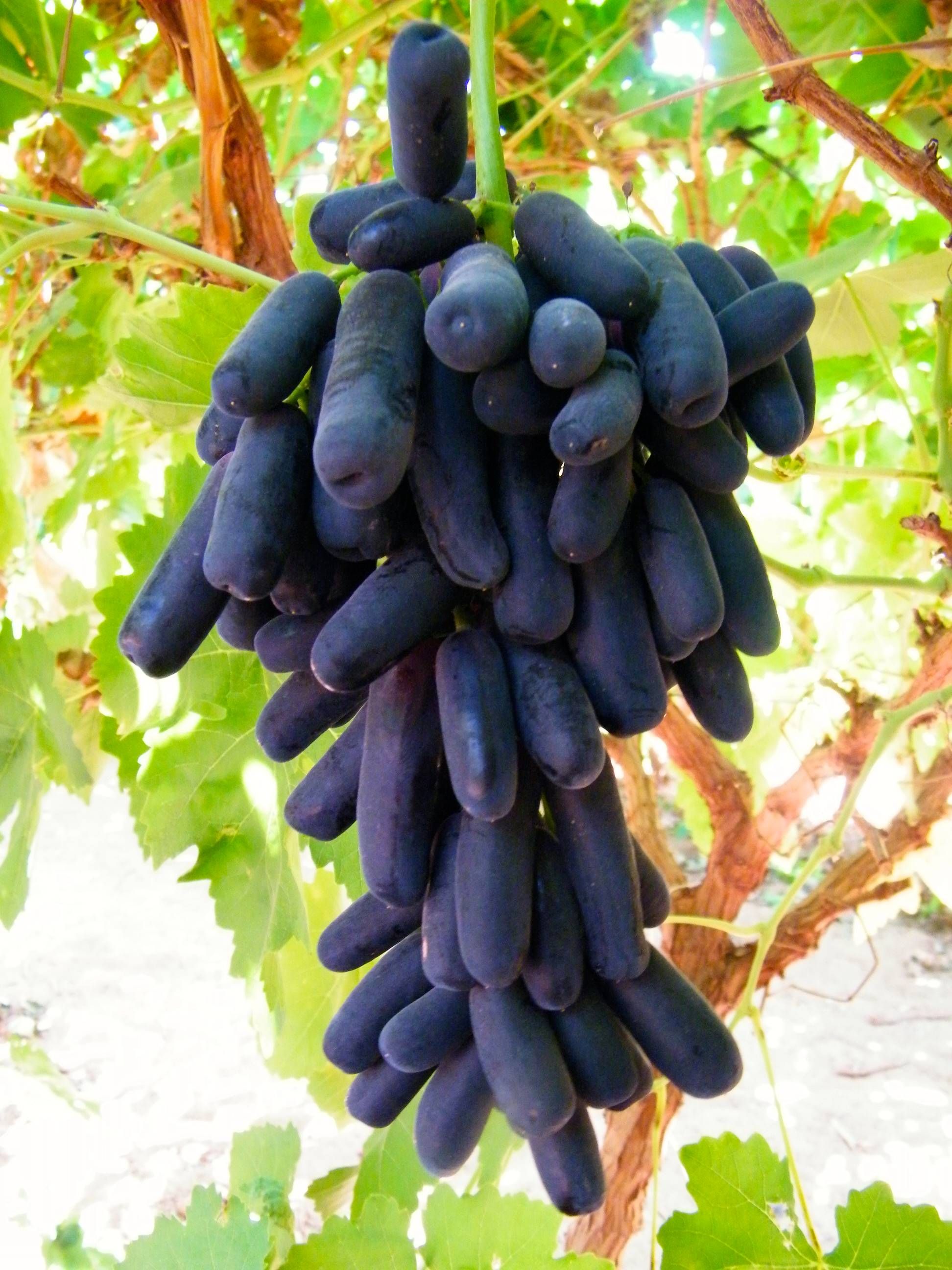 Buy Modern Plants Live Long Black Seedless Grape/Angoor Sweet Fruit