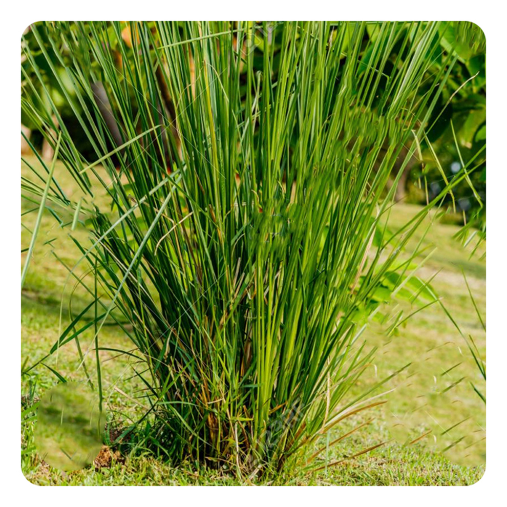 Buy Plant House Live Kusha Grass Medicinal Plant, Darbha Grass Plant